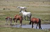 Cavalos bebem água tranquilamente nos campos da região da Cueva de Las Manos, no sul da patagônia, na Argentina